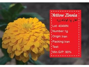 بذر  گل آهار پاکان سبز Pakan Bazr Zinnia Flower Seeds