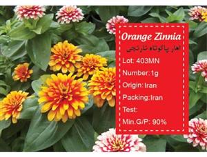 بذر  گل آهار پاکان سبز Pakan Bazr Zinnia Flower Seeds