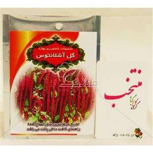 بذر گل آشلانتوس پاکان بذر Pakan Bazr Ashlantus Flower Seeds