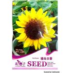 بذر گل آفتاب گردان زرد sunflower