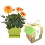 Goldooneh Dahlia SPP Gardening Pack