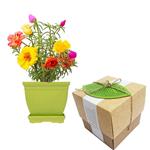 Goldooneh Moss Rose Gardening Pack