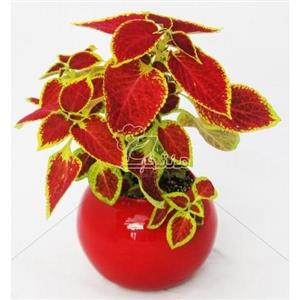 گیاه آپارتمانی حسن یوسف در گلدان شیشه ای سایز 3