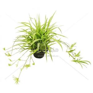 گیاه طبیعی گندمی کد yt14