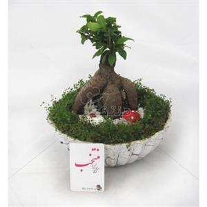 بن سای جنسینگ 5 ساله در گلدان سفالی طرح شکوفه