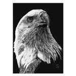 تابلو شاسی ونسونی طرح Scratchboard Art Eagle سایز 50 × 70