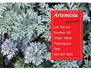 بذر افسنتین -artemisia