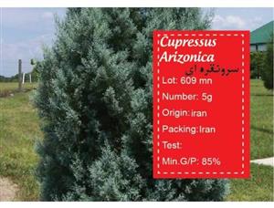 بذر سرو نقره ای-cupressus arizonica 