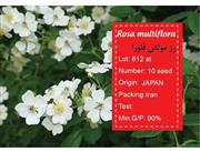 بذر رز مولتی فلورا-rosa multiflora