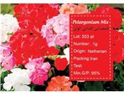 بذر گل شمعدانی گلدانی الوان Pelargonium