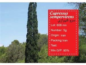 بذر سرو شیرازی-cupressus sempervirens 