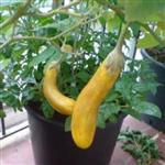 بذر بادمجان قلمی زرد - Yellow eggplant