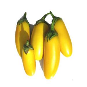 بذر بادمجان قلمی زرد - Yellow eggplant 