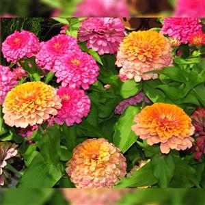 بذر گل اهار پا بلندالوان zinnia 