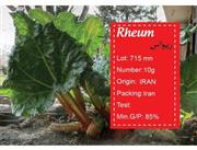 بذر ریواس -rheum