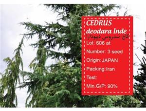 بذر کاج سدروس دیودارا-cedrus deodara inde