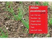 بذر موسیر -allium ascalocnium