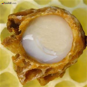 ژل رویال زنبور عسل یا غذای ملکه royal jelly