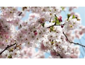 پوستر دیواری بهار Spring photo wall mural