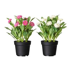 گل مصنوعی با گلدان  مدل  FEJKA Ikea Fejka Artificial Pink Flower And Pot