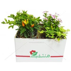 پکیج شماره 1 (گل ناز یخی، گل پریوش، فلفل زینتی، هدرا)