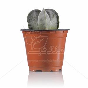 کاکتوس استروفیتوم (کلاه اسقف) 10 سانتی متری