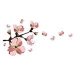 استیکر سالسو طرح شکوفه‌های گیلاس