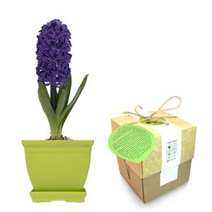 مجموعه کاشت گلدونه گل سنبل Goldooneh Hyacinthus Gardening Pack