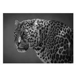 تابلو شاسی ونسونی طرح Arrogant Tiger سایز 50 × 70 سانتی متر