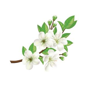 استیکر سالسو طرح شکوفه سیب Salso Apple Blossom Sticker 