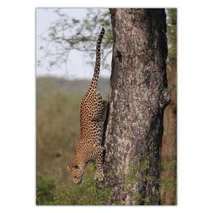 تابلو شاسی ونسونی طرح Jaguar On Tree سایز 50x70 سانتی متر Wensoni Jaguar On Tree Chassis Size 50 x 70 Cm