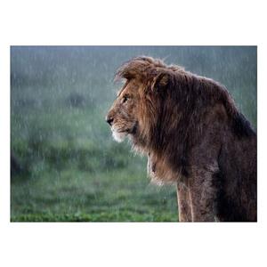 تابلو شاسی ونسونی طرح Lion Under The Rain سایز 50x70 سانتی متر Wensoni Lion Under The Rain Chassis Size 50 x 70 Cm