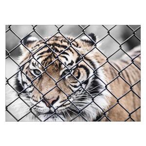 تابلو شاسی ونسونی طرح Tiger In Cage سایز 50x70 سانتی متر Wensoni Tiger In Cage Chassis Size 50 x 70 Cm