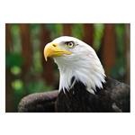 تابلو شاسی ونسونی طرح White Head Eagle سایز 50x70 سانتی متر