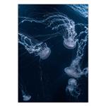 Wensoni Dancing Jellyfishes Chassis 40 x 30