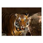 تابلو شاسی ونسونی طرح Amazed Tiger سایز 30 × 40 سانتی متر