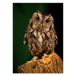 تابلو شاسی ونسونی طرح Baby Owl سایز 30 × 40 سانتی متر Wensoni Baby Owl Chassis 40 x 30