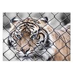 تابلو شاسی ونسونی طرح Tiger In Cage سایز 30x40 سانتی متر