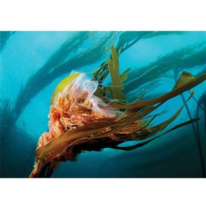 تابلو شاسی آکو طرح عروس دریایی سایز 20x28 سانتی متر