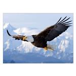 تابلو شاسی ونسونی طرح Flying Eagle سایز 50x70 سانتی متر
