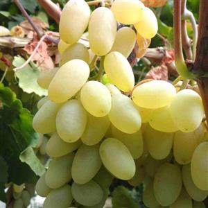 نهال انگور حسینی