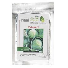 بذر کلم پیچ سبز بهینه سازان سبز مهرگان مدل Yalova 1 Behineh Sazane sabze Mehregan Green Cabbage Yalova 1 Seeds