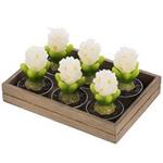 Harmony Hyacinth N10136 Candle Pack of 6