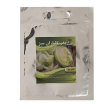 بذر کاهو پیچ گلباران سبز Golbaranesabz Lettuce Seeds