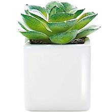 کاکتوس کوچک تزیینی آزا مدل مینی ساکولنت کد 5 Asa Decorative Mini Sakkulente Cactus 5