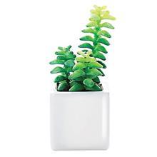 کاکتوس کوچک تزیینی آزا مدل مینی ساکولنت کد 6 Asa Decorative Mini Sakkulente Cactus 6