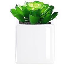 کاکتوس تزیینی آزا ساکولنت کد 10 Asa Decorative Sakkulente Cactus 10