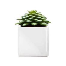 کاکتوس تزیینی آزا ساکولنت کد 14 Asa Decorative Sakkulente Cactus 14