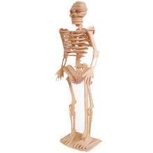 پازل چوبی سه بعدی ژیکوباو مدل اسکلت بدن انسان Zhikubao Human Skeleton 3D Wooden Puzzle