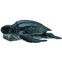 عروسک لاک پشت دریایی کالکتا کد 88680 سایز 1 Collecta Leatherback Sea Turtle 88680 Size 1 Toys Doll